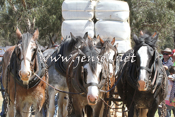 Barellan20157D_2064