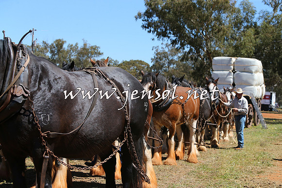 Barellan2015_0347