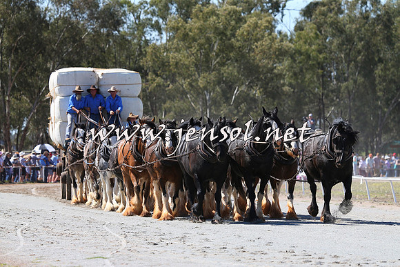 Barellan2015_0227