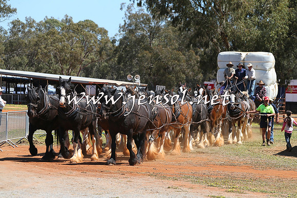 Barellan2015_0368