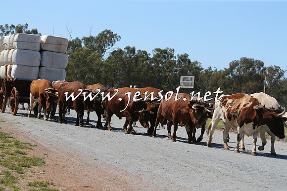 Barellan2015_0192
