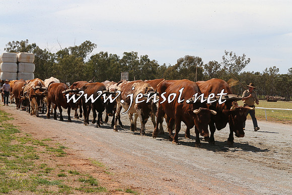 Barellan2015_0085