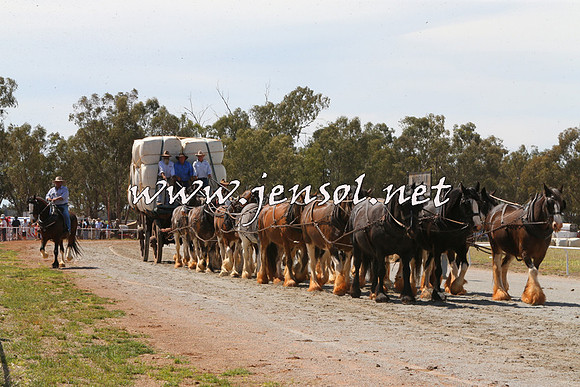 Barellan2015_0088