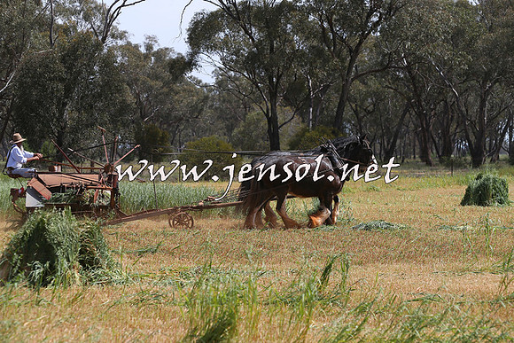 Barellan2015_0022