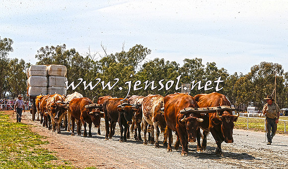Barellan2015_0082