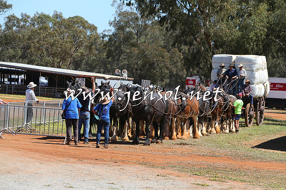 Barellan2015_0361