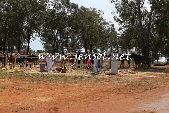 Barellan2015_0037
