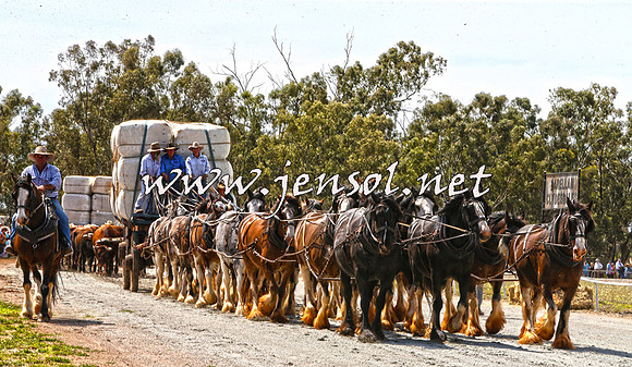 Barellan2015_0074