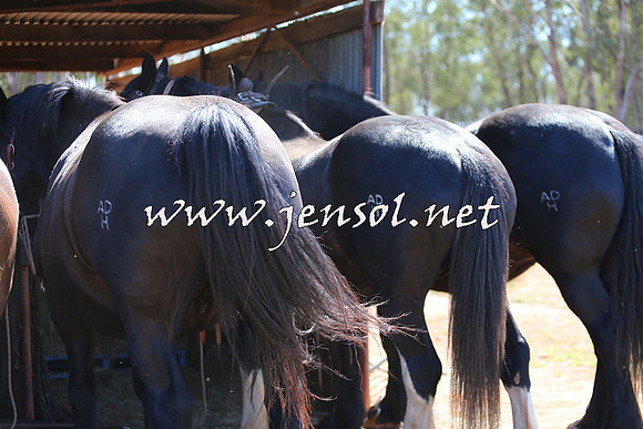Barellan2015_0325