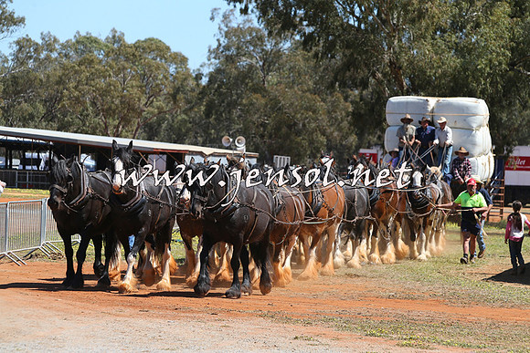 Barellan2015_0369