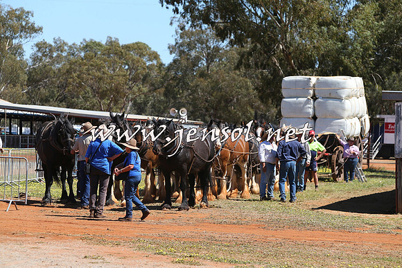 Barellan2015_0354