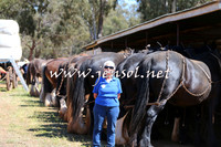 Barellan2015_0328