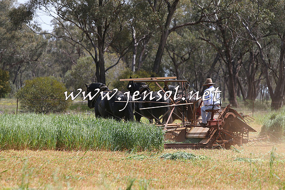 Barellan2015_0013