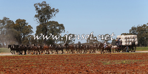 Barellan2015_0393
