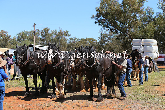 Barellan2015_0350