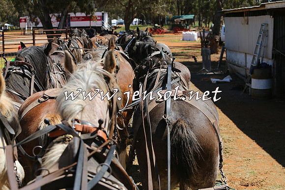 Barellan2015_0409