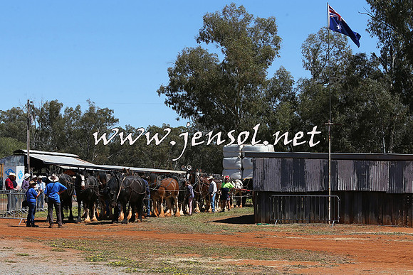 Barellan2015_0352