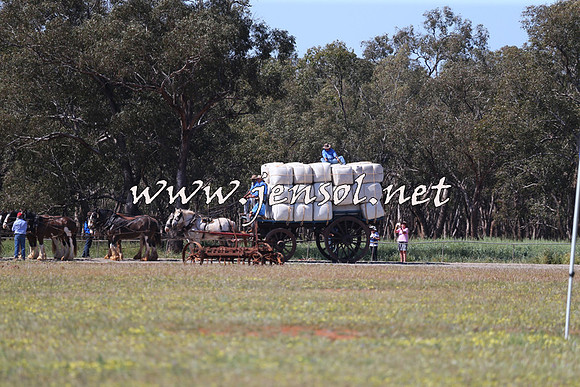 Barellan2015_0209