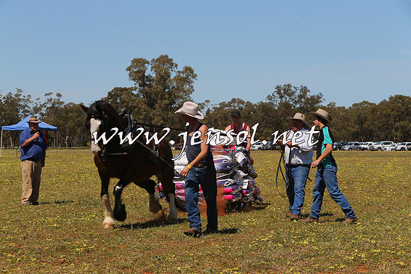 Barellan2015_0163