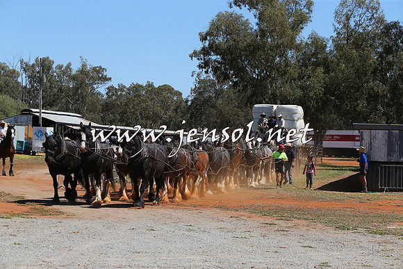 Barellan2015_0373