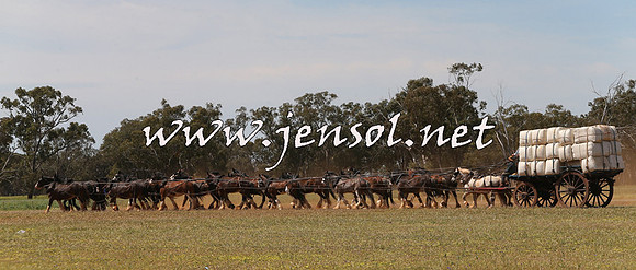 Barellan2015_0061