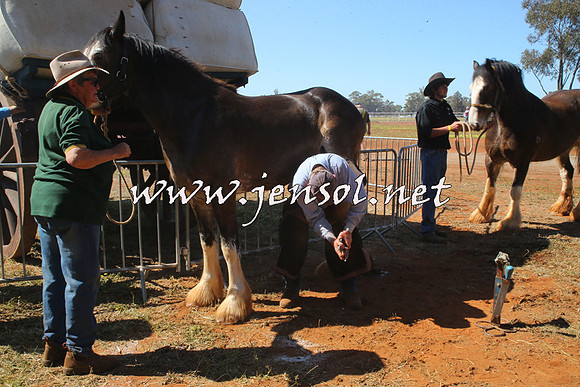 Barellan2015_0138