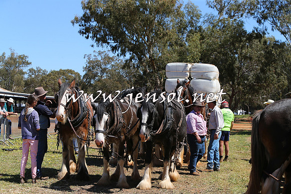 Barellan2015_0343