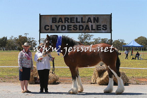 Barellan2015_0185