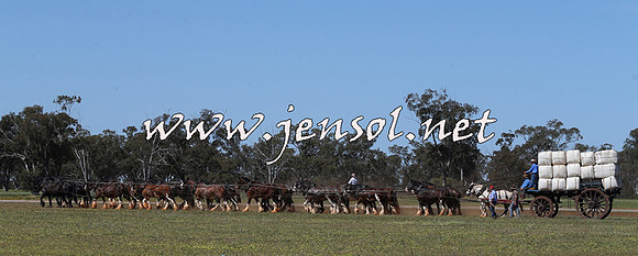 Barellan2015_0283