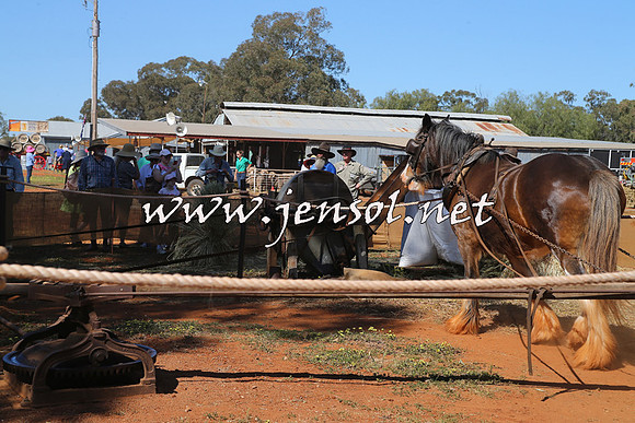 Barellan2015_0114