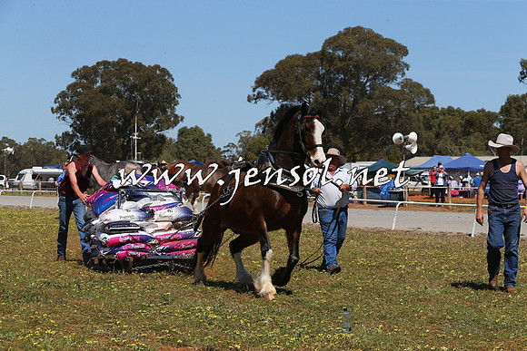 Barellan2015_0155