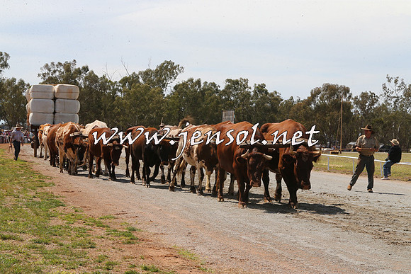 Barellan2015_0083