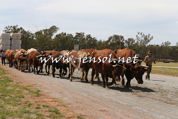 Barellan2015_0084