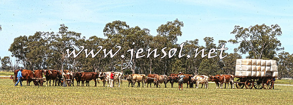 Barellan2015_0097