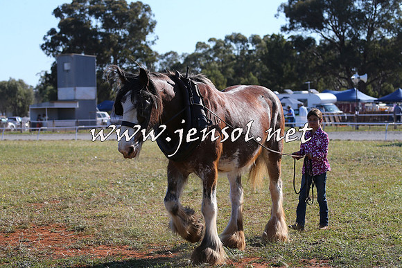 Barellan2015_0303