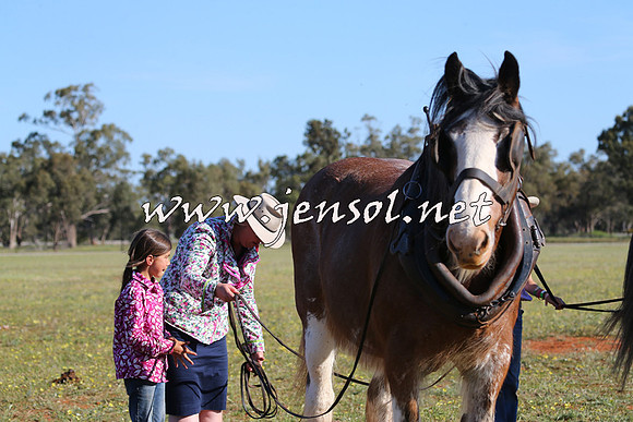 Barellan2015_0296