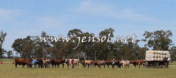 Barellan2015_0100