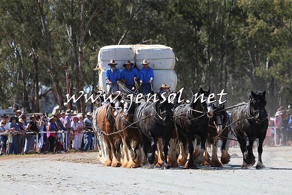 Barellan2015_0217