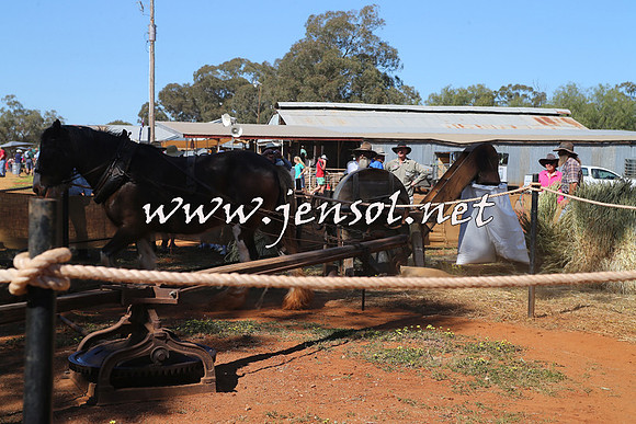 Barellan2015_0117