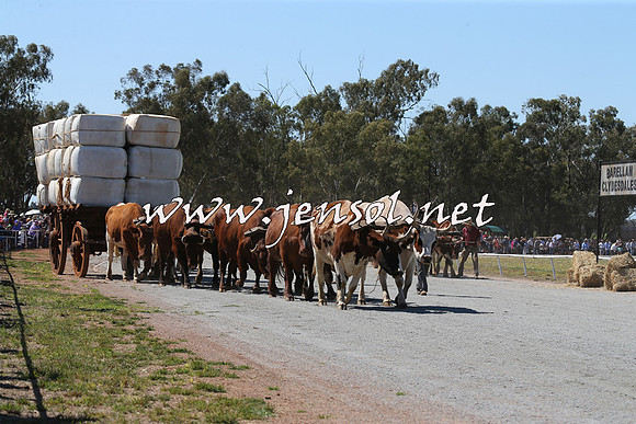 Barellan2015_0191
