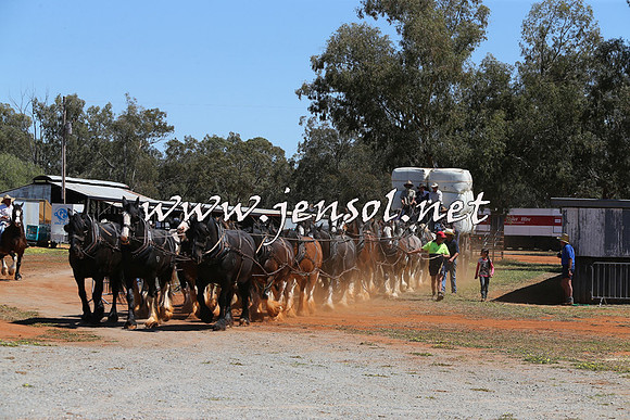 Barellan2015_0372