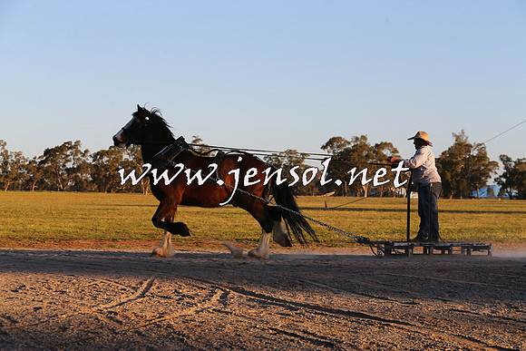 Barellan2015_0429