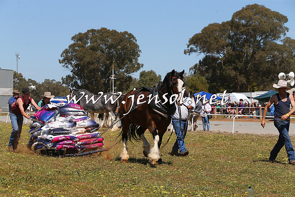 Barellan2015_0157