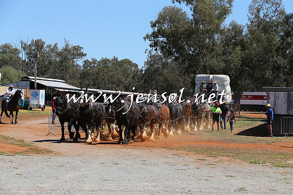 Barellan2015_0371