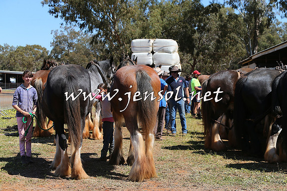 Barellan2015_0331