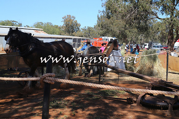 Barellan2015_0113