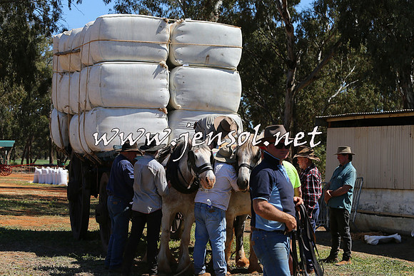 Barellan2015_0332