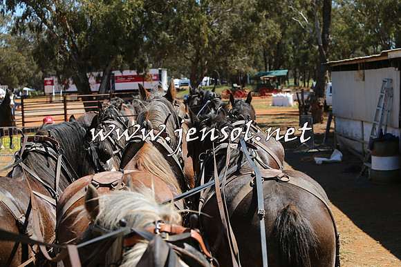 Barellan2015_0410