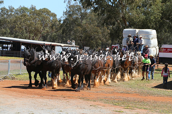 Barellan2015_0365