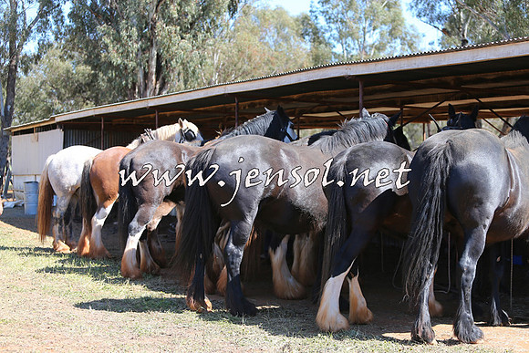 Barellan2015_0323